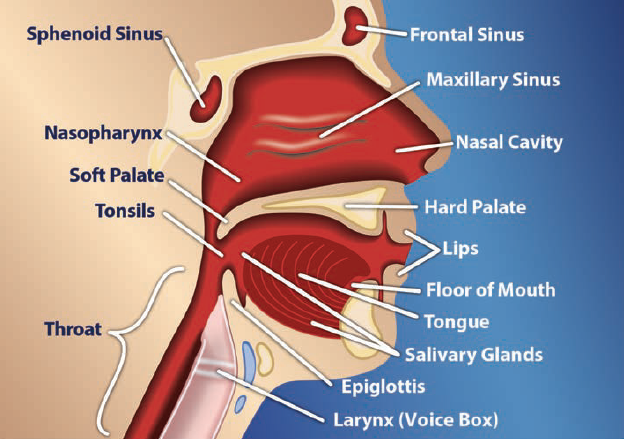  image of head and neck showing location of sphenoid sinus, nasopharynx, soft palate, tonsils, throat, frontal sinus, maxillary sinus, nasal cavity, hard palate, lips, floor of mouth, tongue, salivary glands, epiglottis, and larynx (voice box)