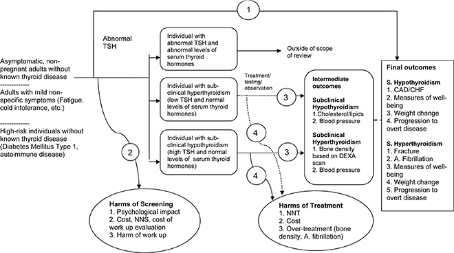 Figure 1 is an analytic framework that depicts the process of screening and treatment for subclinical hypothyroidism and subclinical hyperthyroidism. The framework includes 7 stages: Patient Population of Interest, Screening, Treatment, Intermediate Outcomes, Patient-centered Outcomes, Harms of Screening, and Harms of Treatment. The patient populations of interest are asymptomatic, non-pregnant adults without known thyroid disease; adults with mild non-specific symptoms (fatigue, cold intolerance, etc.); and high-risk individuals without known thyroid disease (Diabetes Mellitus Type 1). The positive screening test is an abnormal TSH. Screening is intended to identify those who have overt hypo- and hyperthyroidism, subclinical hypothyroidism, or subclinical hyperthyroidism. Management may include treatment, further testing, or observation. The intermediate outcome measures are utilized to determine if the treatment is effective; for subclinical hypothyroidism this includes improved lipid profile and blood pressure, and for subclinical hyperthyroidism improved bone density and blood pressure. The patient-centered outcomes for subclinical hypothyroidism are coronary artery disease, congestive heart failure, measures of well-being, weight change, and progression to overt disease. Patient-centered outcomes for subclinical hyperthyroidism include fractures, atrial fibrillation, measures of well-being, weight change, and progression to overt disease. Harms of screening include psychological impact, cost, and harm of work-up. Harms of treatment include number needed to treat, cost, and over-treatment resulting in atrial fibrillation and bone density problems.