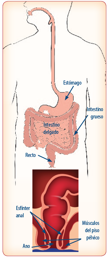 Image of internal organs involved in digestion