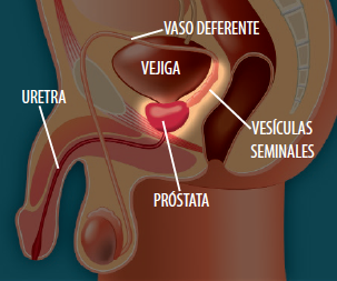 La prostata circonda la parte superiore dell'uretra (il tubo che porta l'urina dalla vescica).