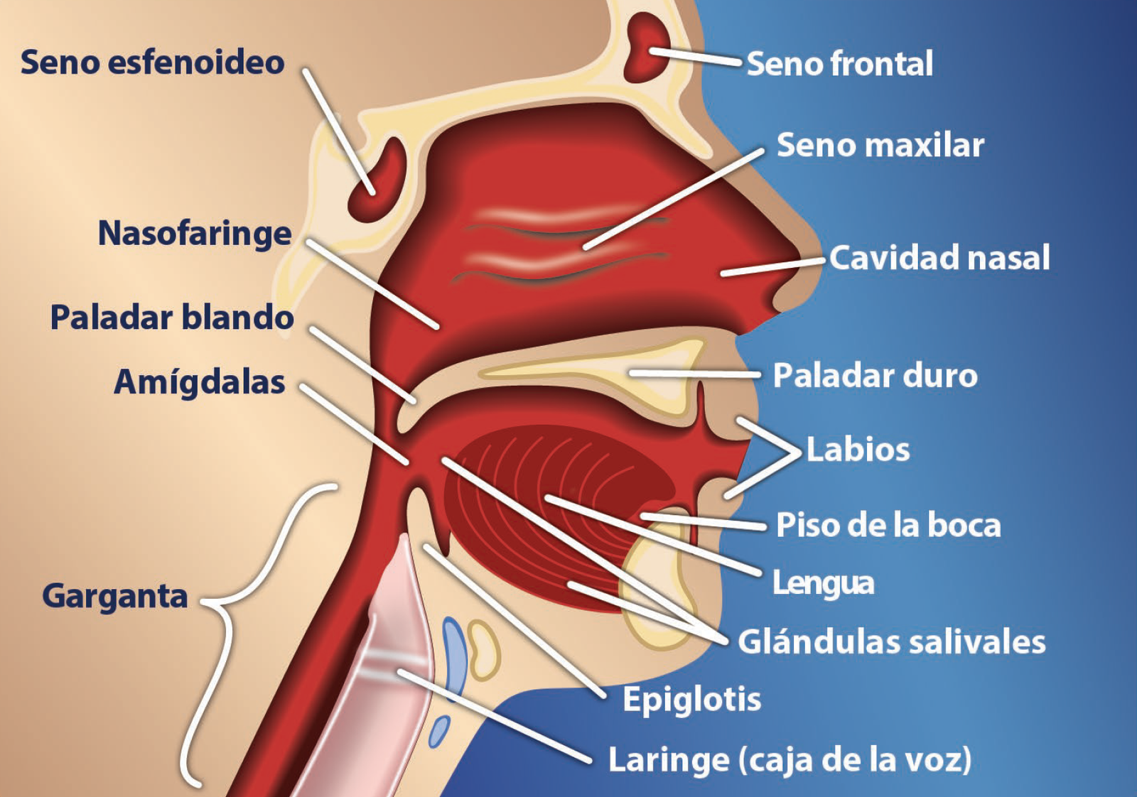 Esta imagen es un perfil de la cabeza y cuello, y muestra las ubicaciones de la boca, la garganta y otras partes que puedan padecer de cáncer.